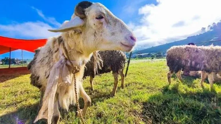 Memaknai Esensi Qurban. Lebih dari Sekadar Ritual Penyembelihan