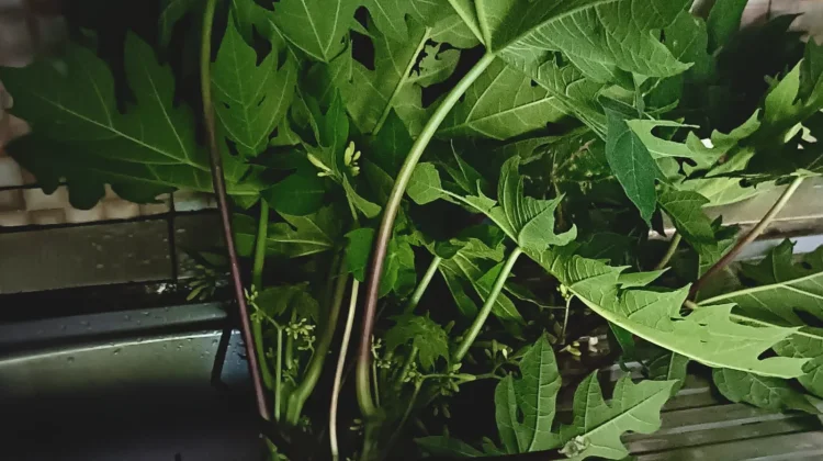 Tips Mengolah Masakan Daun Pepaya Ala Masyarakat Kaur