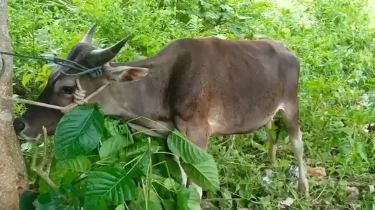 Keutamaan Berqurban Bagi Umat Islam