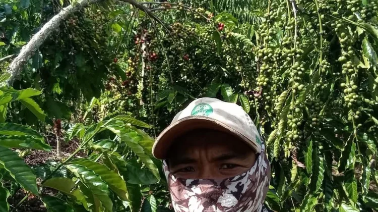 Petani Berharap Harga Kopi Meningkat agar Seimbang Dengan Biaya Perawatan Kebun