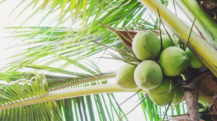 Fakta Unik Pohon Kelapa Sebagai Sumber Kehidupan yang Serbaguna di Daerah Pantai