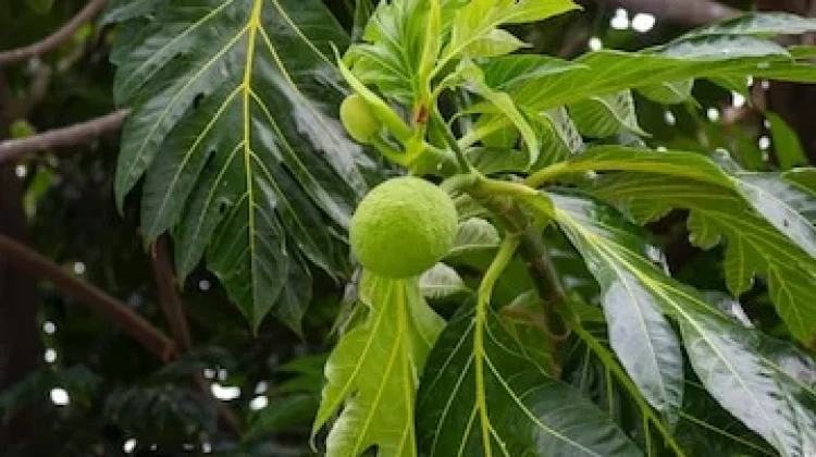 Karakteristik Buah Sukun yang Memiliki Tekstur dan Rasa Menyerupai Roti Bakar