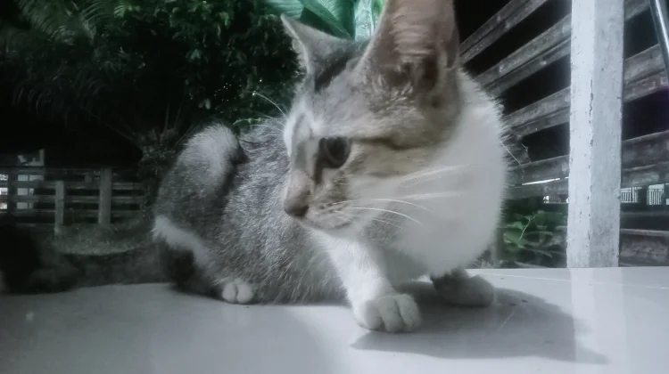 Cara Cegah Kucing Supaya Tidak Kencing Sembarangan