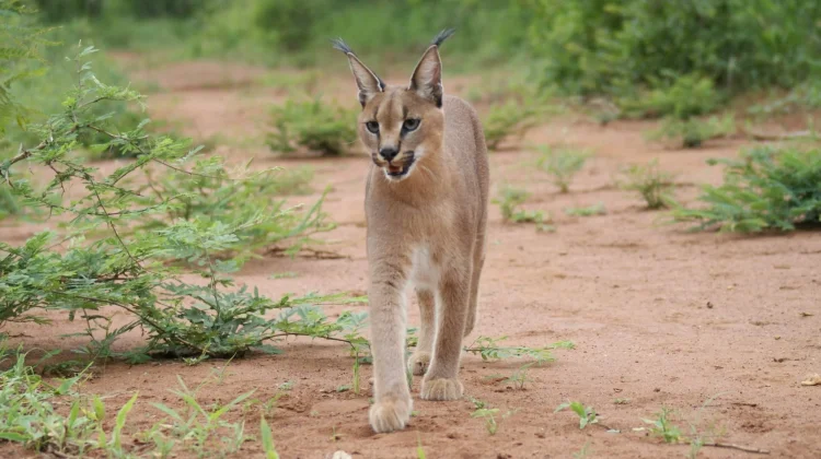 Mengenal Caracal, Kucing Liar Sang Juara Lompat dari Afrika