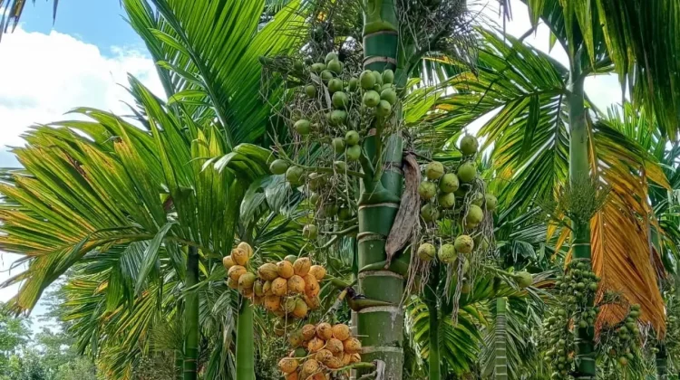 Petani di Kaur Harapkan Harga Jual Buah Pinang Tinggi agar Seimbang Biaya Produksi