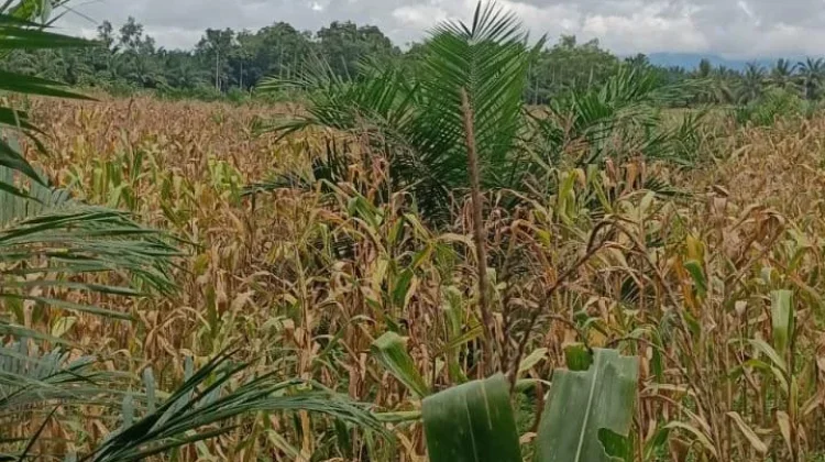 Kurangnya Pasokan Air Sebabkan Hamparan Sawan Danau di Kaur Utara Beralih Fungsi