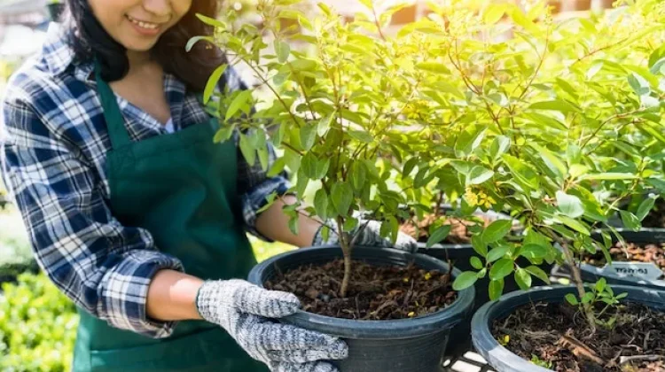 Dampak Positif Berkebun sebagai Terapi Kesehatan Mental