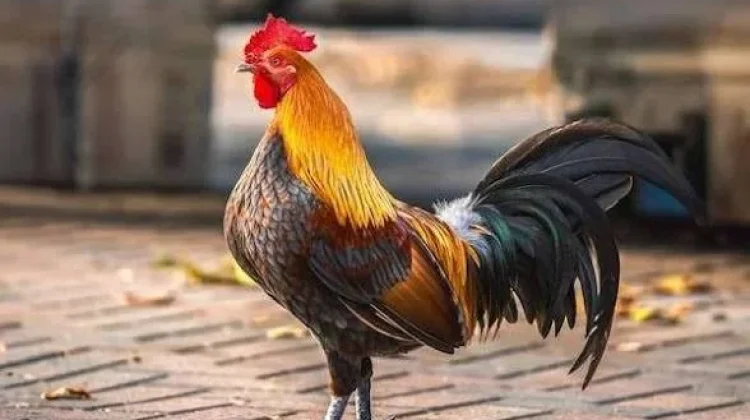 Mengapa Ayam Jantan Bersuara di Waktu Tak Terduga?