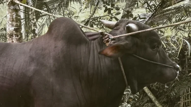 Amalan Sunah Bagi Seseorang yang Akan Berqurban