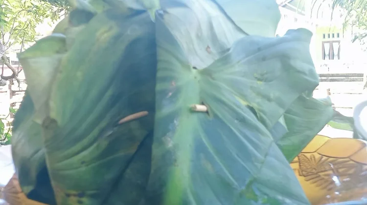 Mengenal Tapai Ketan Khas Kabupaten Kaur