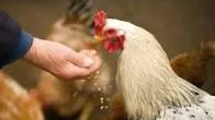Memilih Pakan Ayam yang Alami