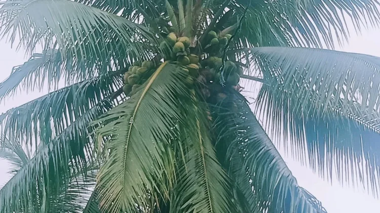 Khasiat Minum Air Kelapa