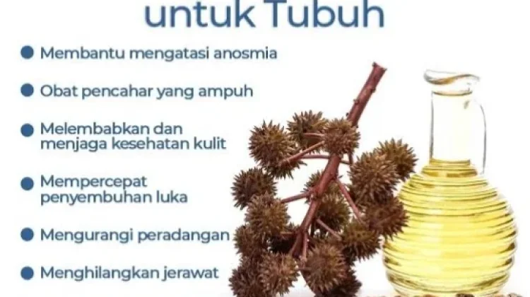 Rahasia Alami Samarkan Keloid: Khasiat Minyak Jarak yang Jarang Diketahui