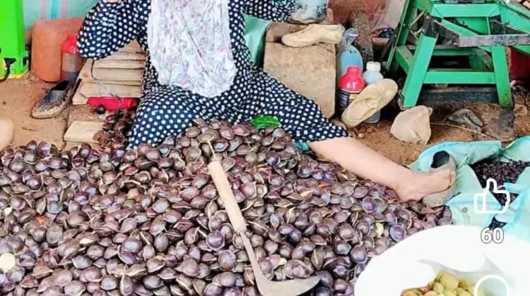 Jengkol, Salah Satu Komuditas Pertanian yang Menjanjikan untuk Dibudidayakan