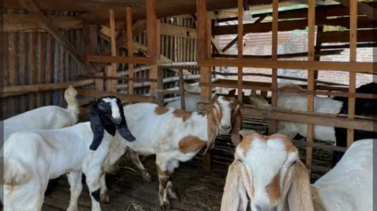 Syarat Kambing untuk Qurban.