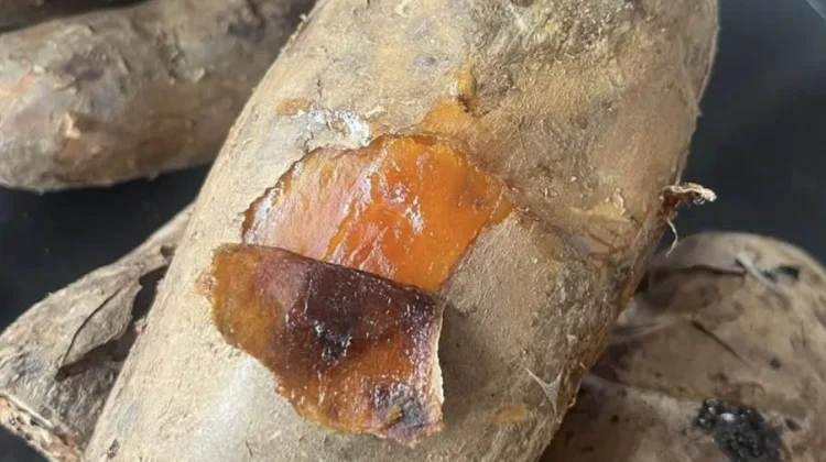 Teknik Memanggang Ubi Celembu Berkaramel