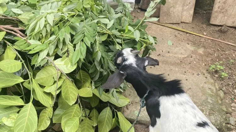 Kiat Memilih Hewan Kurban yang Sehat dan Layak Sesui Syariat