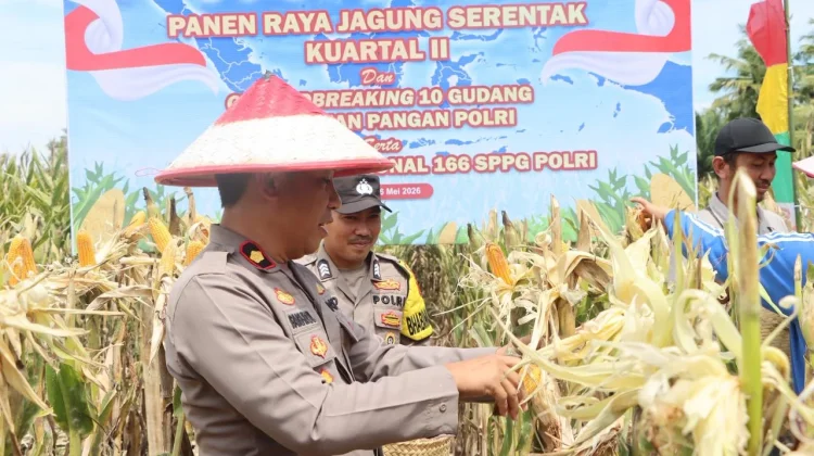 Panen Raya Jagung Serentak di Seluma Dukung Swasembada Pangan Nasional