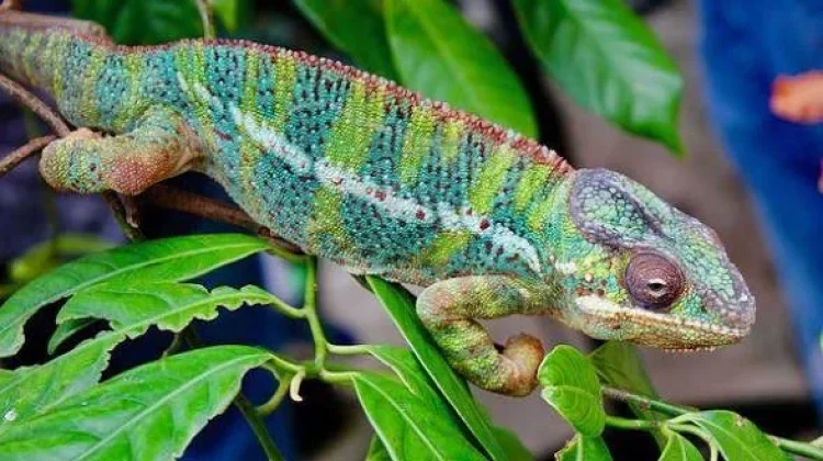 Kenapa Bunglon Bisa Berubah Warna? Ini Penjelasannya