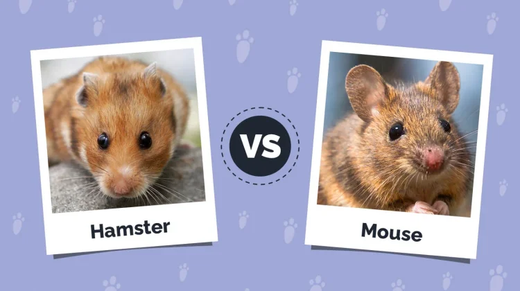 Hamster dan Tikus, Mirip tapi Tidak Sama