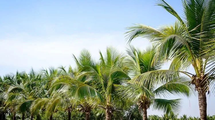 Pemkab Bengkulu Selatan Targetkan 100 Hektare Kebun Induk Kelapa "Dalam"