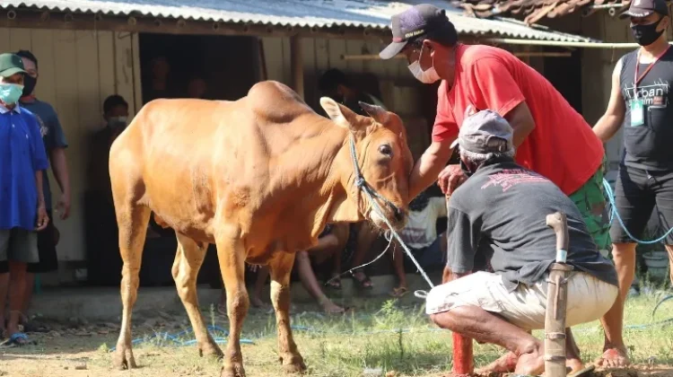 Sejarah Qurban Dalam Islam