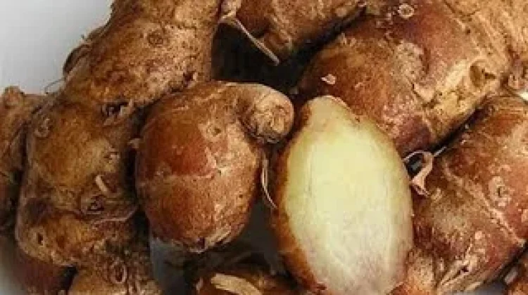 Kenapa Kencur dan Aromanya Bisa Membuat Nafsu Makan Meningkat?