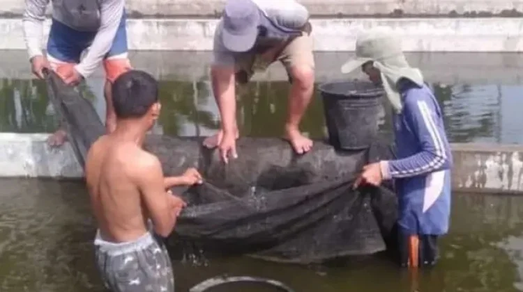 BBI Nasal Kembali Beroperasi, Dukung Produksi Benih Ikan di Kabupaten Kaur