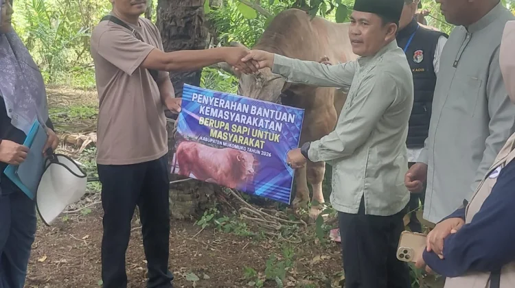 Sapi Kurban Bantuan Presiden di Mukomuko Didistribusikan ke Rumah Warga