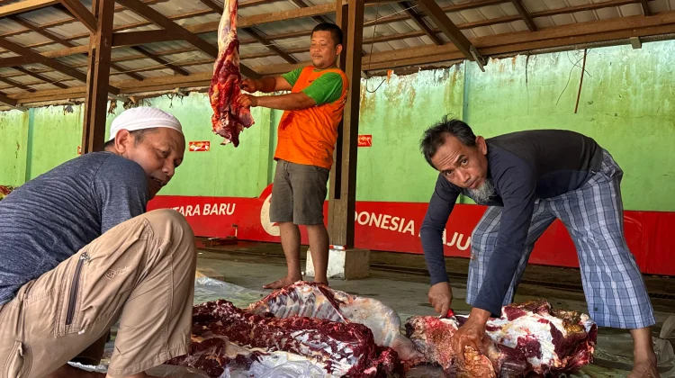 Instansi Pemerintah di Bengkulu Masih Gelar Penyembelihan Kurban Pasca Idul Adha