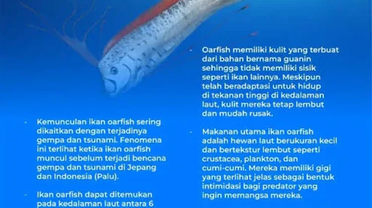Oarfish, Ikan Misterius yang Disebut Pembawa Pertanda dari Laut dalam