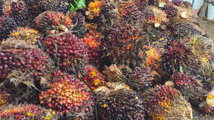 Petani Mulai Lega, Harga TBS Berangsur Naik