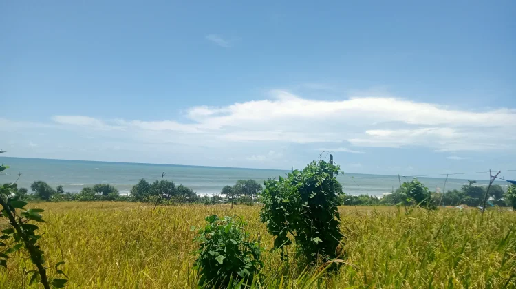 Hujan Mulai Turun, Petani Siap Turun Sawah