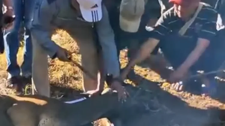 Kepala Kementerian Agama Melaksanakan Pemotongan Hewan Qurban