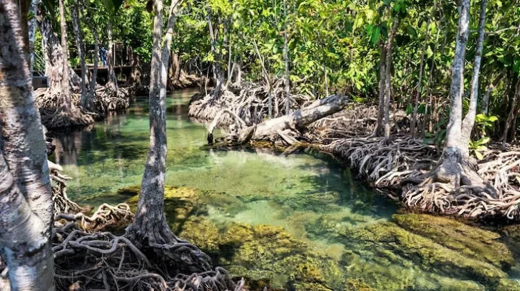 Tantangan Menjaga Kelestarian Hutan Mangrove di Pesisir