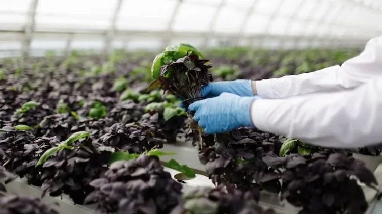 Menggali Potensi Urban Farming Sebagai Solusi Pangan Kota