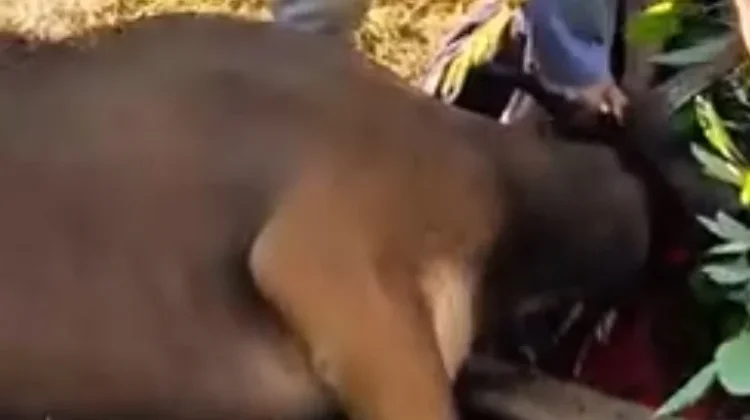 Pentingnya Muhasabah Diri Setelah Melaksanakan Kurban