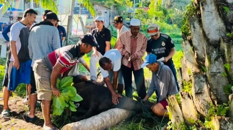 Idul Adha 1447 Yayasan Alfajar Kurban 3 ekor Sapi