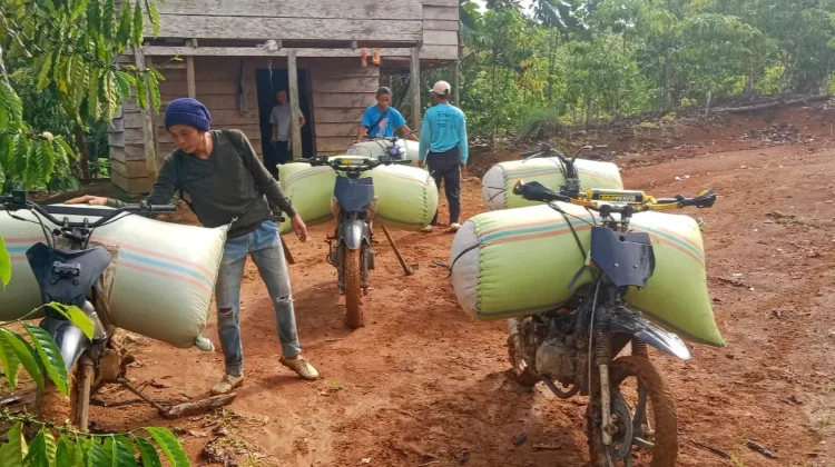 Turunnya Harga Kopi Berpengaruh pada Penghasilan Petani di Kaur