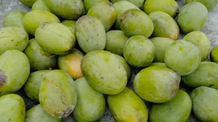 Manfaat Konsumsi Mangga Bagi Tubuh