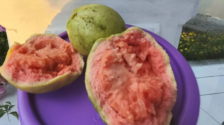 Manfaat Jambu Biji Merah bagi Kesehatan Tubuh