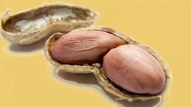 Konsumsi Kacang Tanah Bikin Jerawat, Mitos atau Fakta?