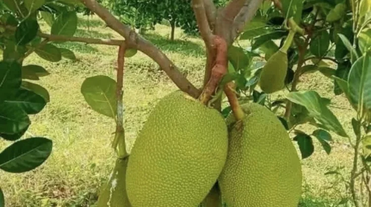 Resep Membuat Abon Nangka