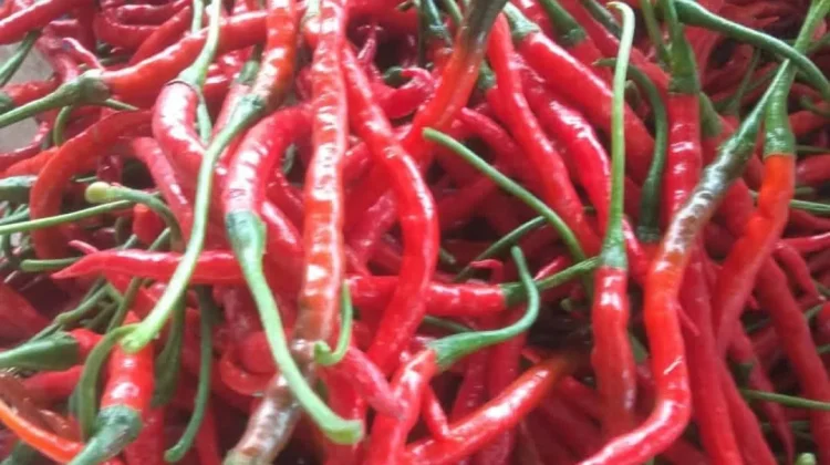 Hadapi Musim Kemarau, Masyarakat di Kaur  Khawatir Harga Cabai Melonjak