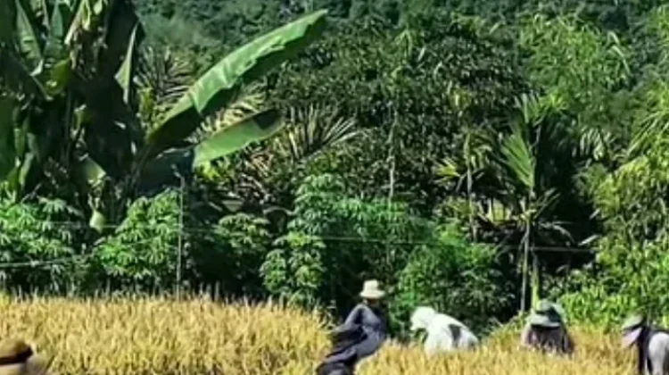 BPS Kaur Laksanakan Kegiatan Ubinan