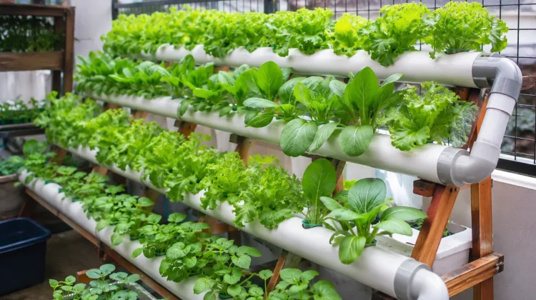 Halaman Sempit Bukan Halangan, Hidroponik Jadi Solusi Berkebun Modern