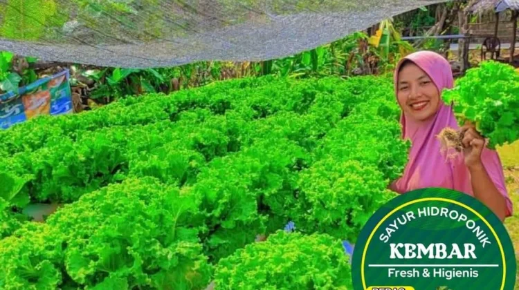 Dari Hobi Menjadi Penghasilan, Kisah Sukses Petani Hidroponik