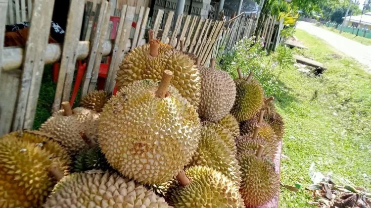Cara Tradisional Kurangi Bau dan Kembung setelah Makan Durian