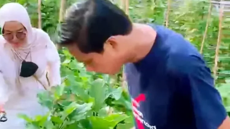 Ketua PKK Kabupaten Kaur Ajak Anggota PKK Manfaat Lahan Pekarangan Tanam Sayuran