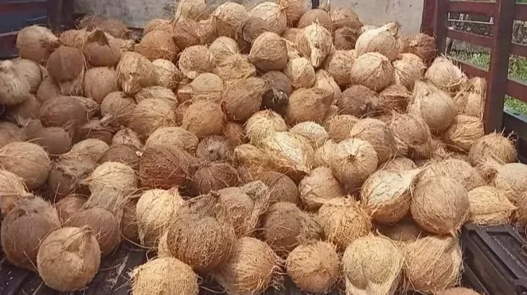 Turunnya Harga Kelapa di Kaur Mengundang Ragam Tanggapan pada Masyarakat
